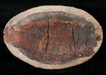 Australosomus Fossil Fish From Madagascar - Triassic #16742-2